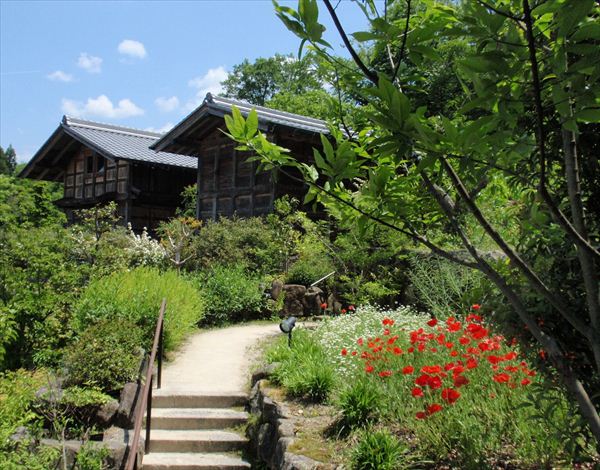 初夏には赤いひなげしの花が咲きこぼれます